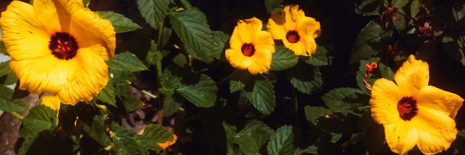 xaxdelrey's profile banner image