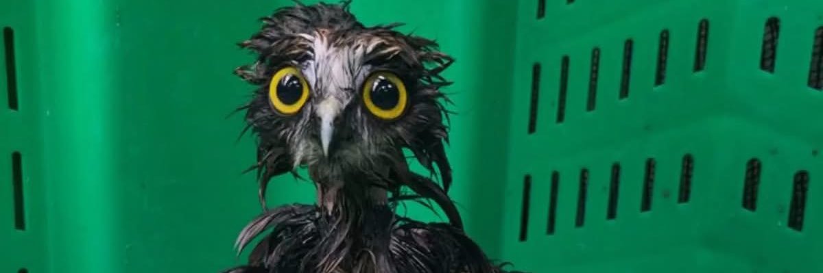 MindySaysWhat's profile banner image