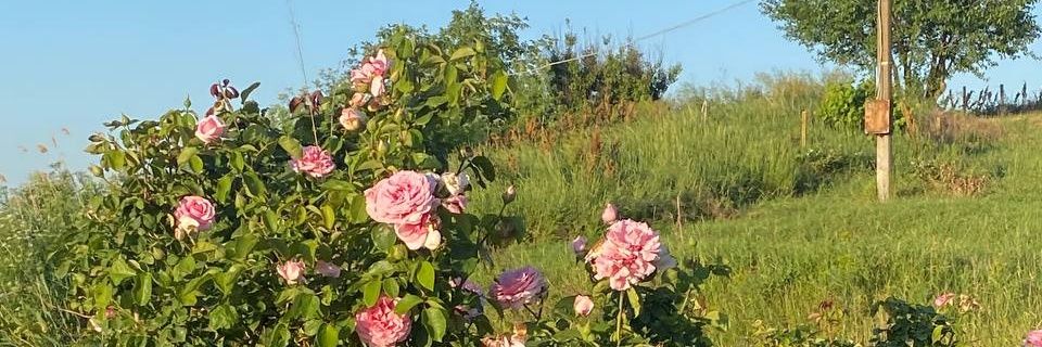 irandokhtm1's profile banner image
