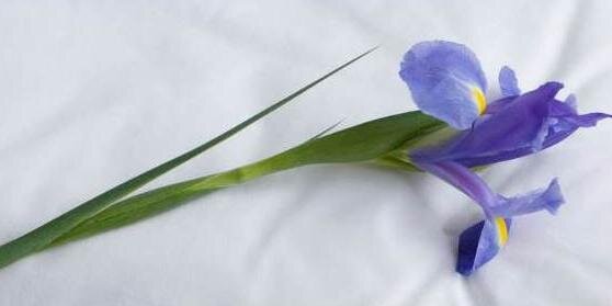 cherylsfund's profile banner image