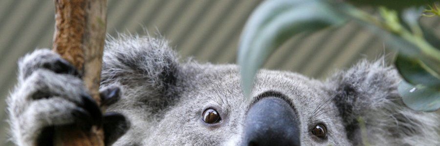 0xasghar's profile banner image