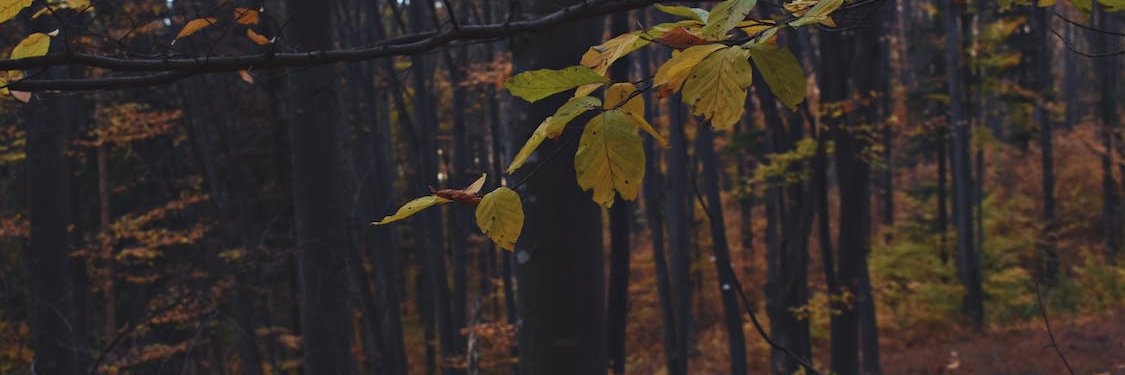 SaynSertan's profile banner image
