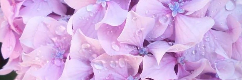 Jess_hov's profile banner image