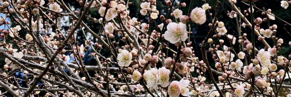 aromanasoap Profile Banner