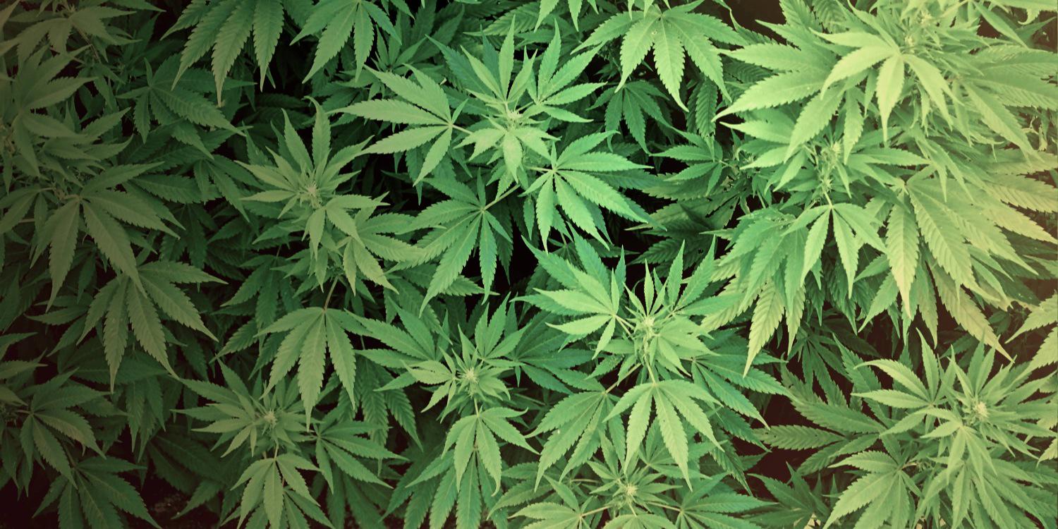 Rated420's profile banner image