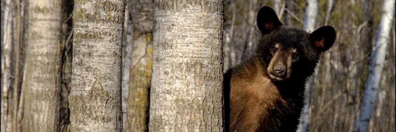 HelloSaysBear banner