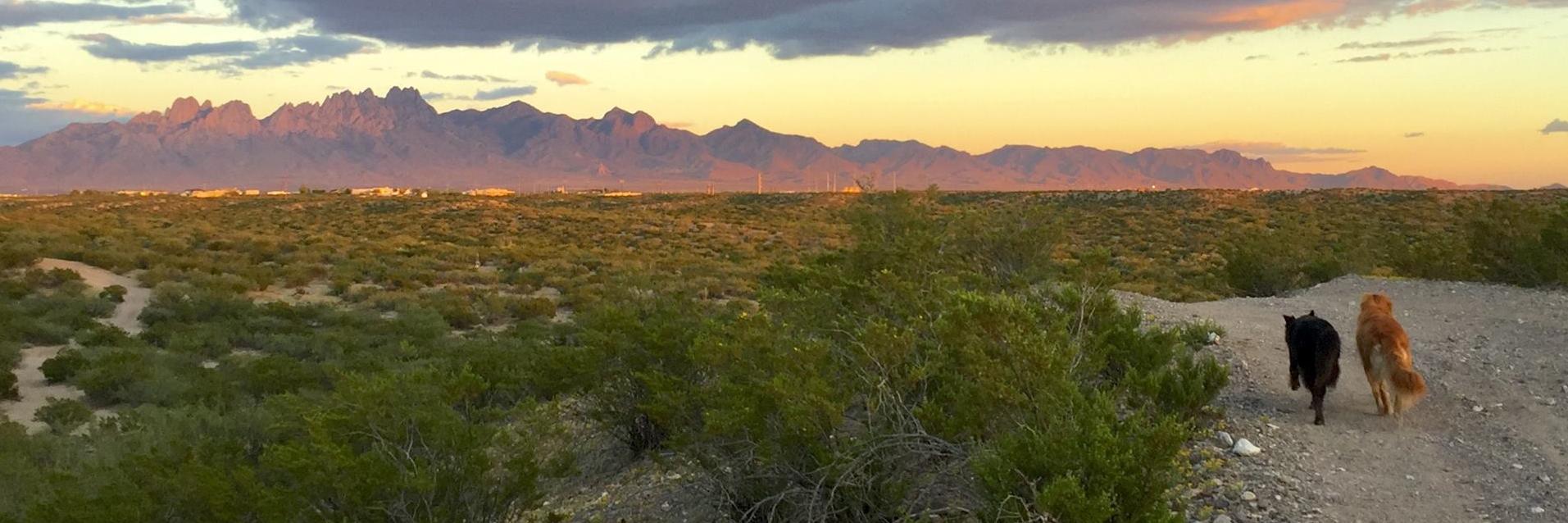 Bill Hamilton banner