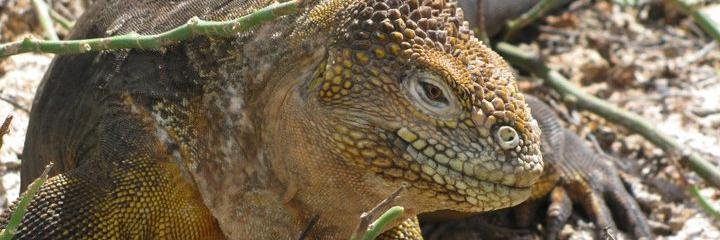 Bonnie Mappin banner