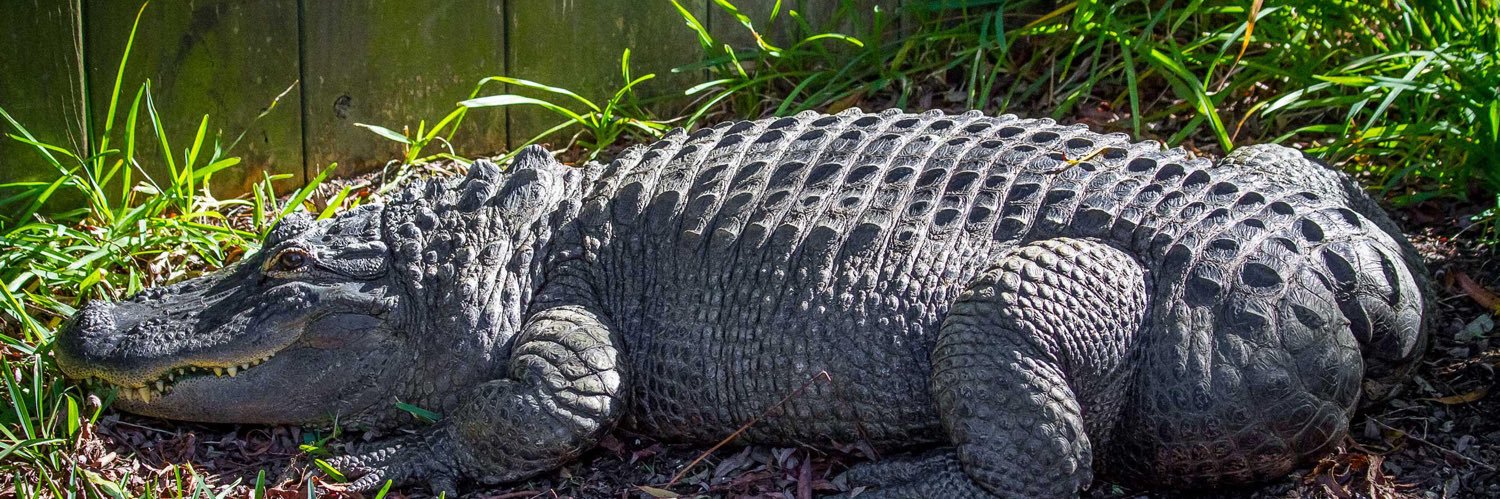 Alligator's banner