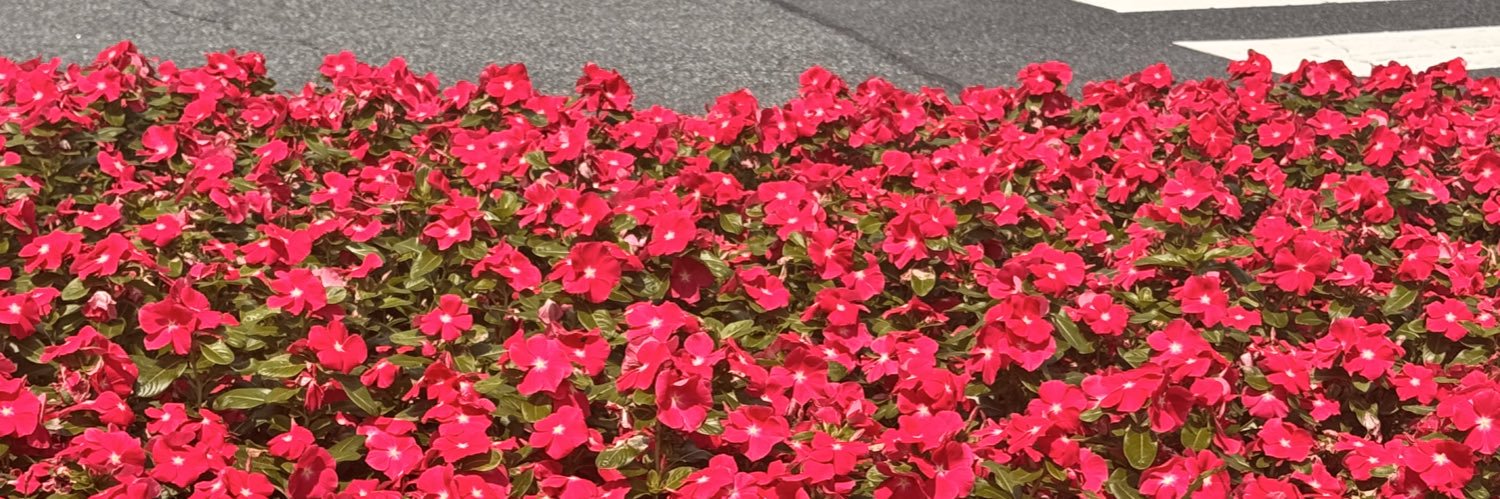 Susan She 🧚🏿 banner