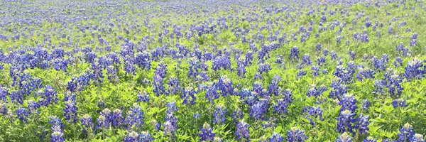 ElizabethCobbe Profile Banner