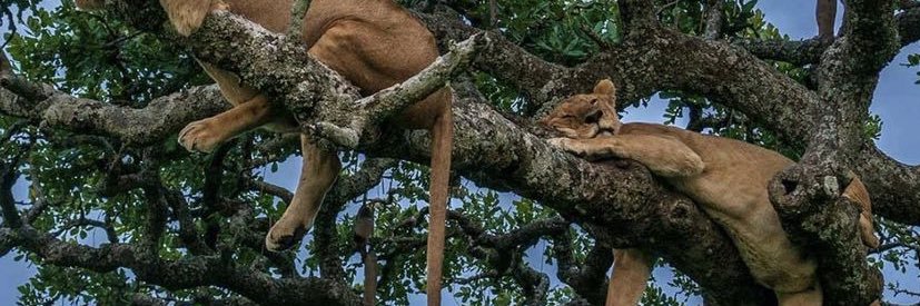 Mar Bueno 🐈‍⬛ banner