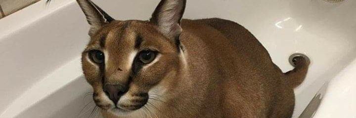 dragnevar's profile banner image