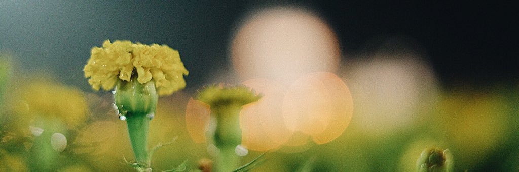Pisskyy's profile banner image