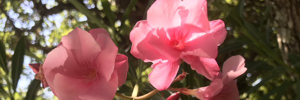 PalomaGablice Profile Banner