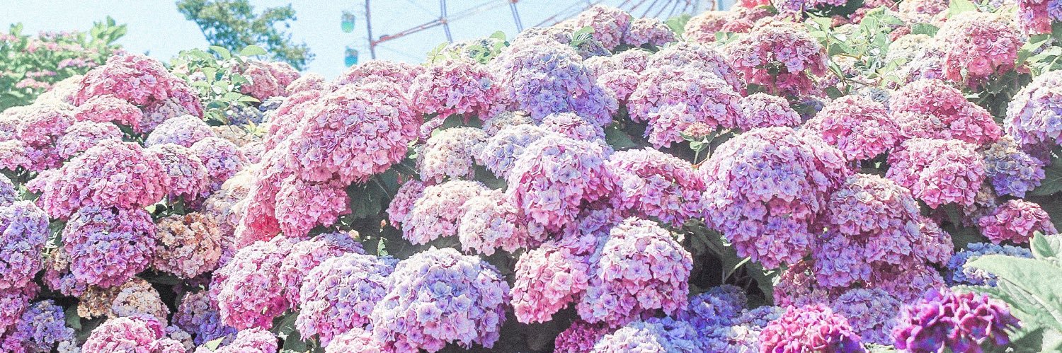 Ellen🌸 banner