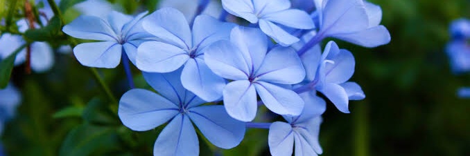 fernanda_ro1's profile banner image