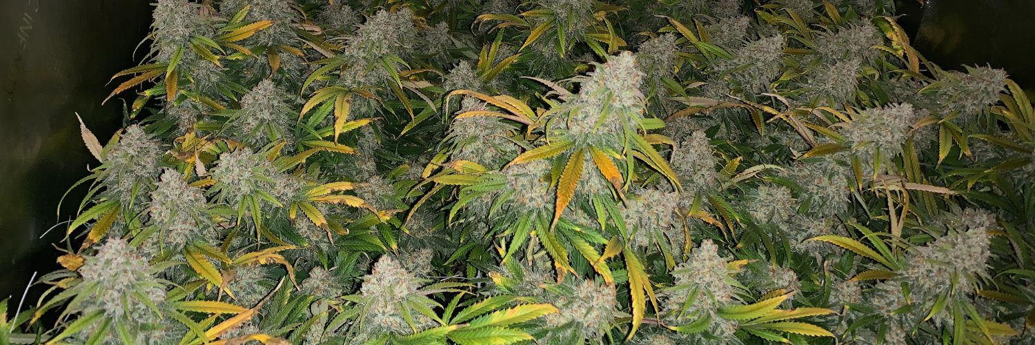 Dirty P (Retard) banner