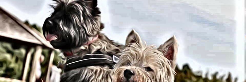 Sam dog & Dave banner