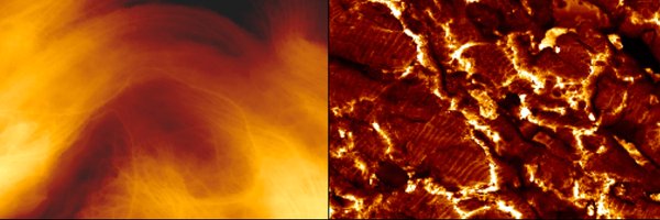 BrisaPenaUCD Profile Banner
