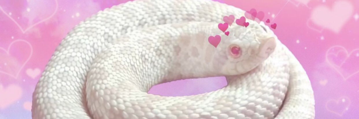 aki.seal.owo's banner