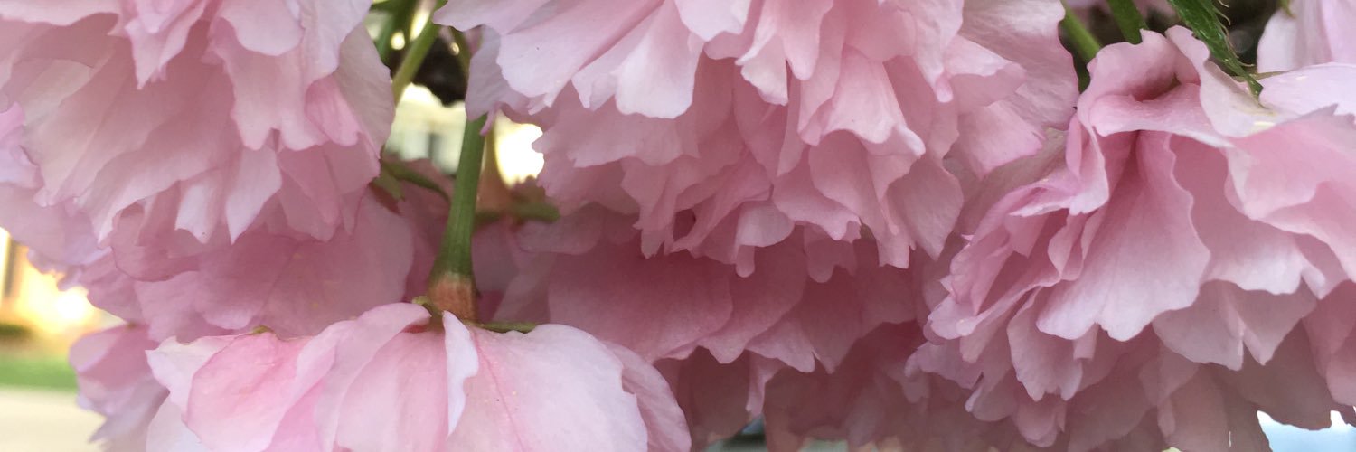 ShallowGal's profile banner image