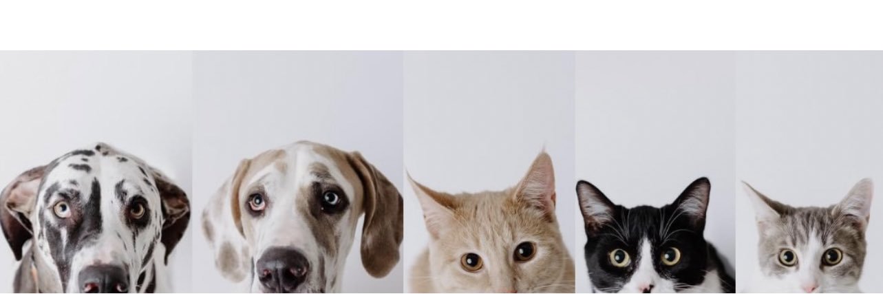 RyanneSODo's profile banner image