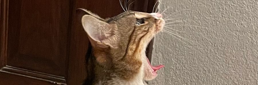 fentanylcrack's profile banner image