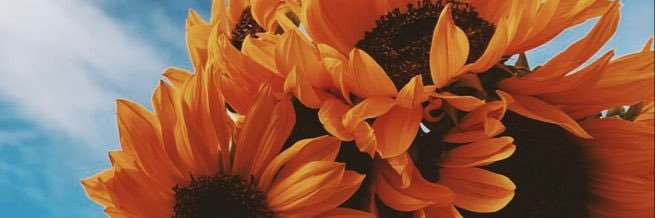 PhoqueDodu's profile banner image