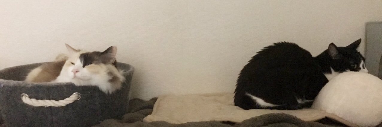 だふぃ banner