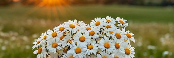 hhdoper Profile Banner