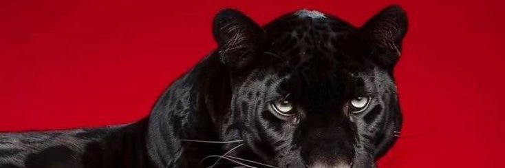 MarstonMoves's profile banner image