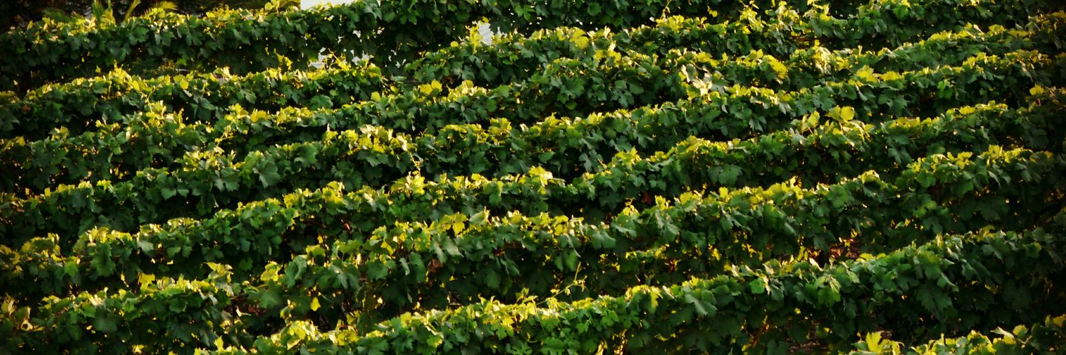 PieroCalabrese's profile banner image