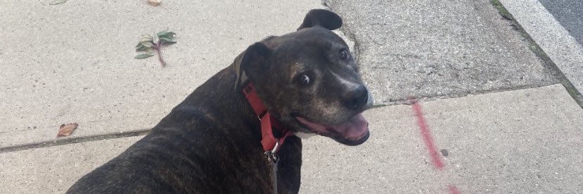 Shane Davis, MD banner