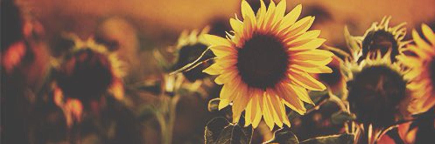 haleyylevene's profile banner image