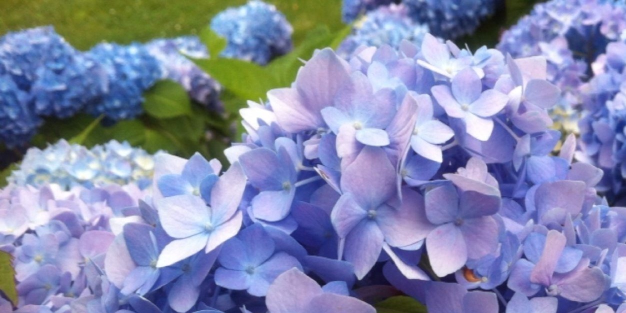 kawony's profile banner image