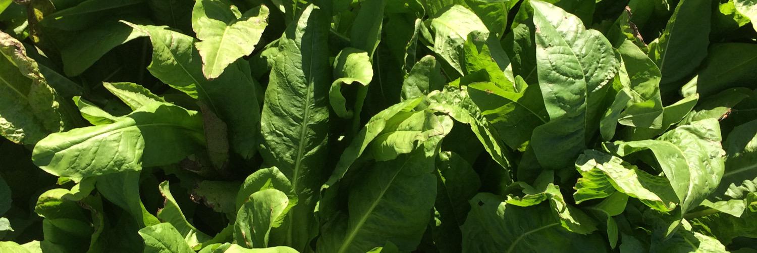 robinhoodfarms's profile banner image