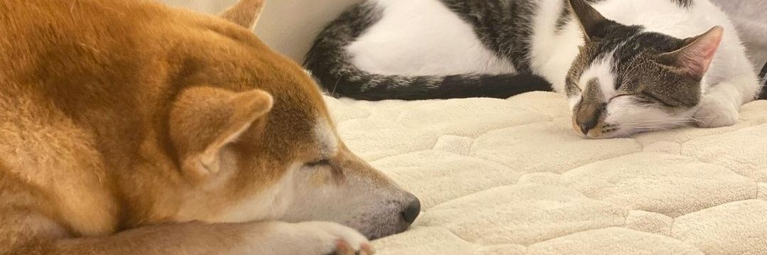 moonoffebruary's profile banner image