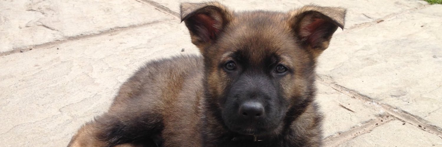 RPD Olaf and PD EmmyLou banner