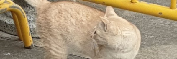 maybeicebear Profile Banner