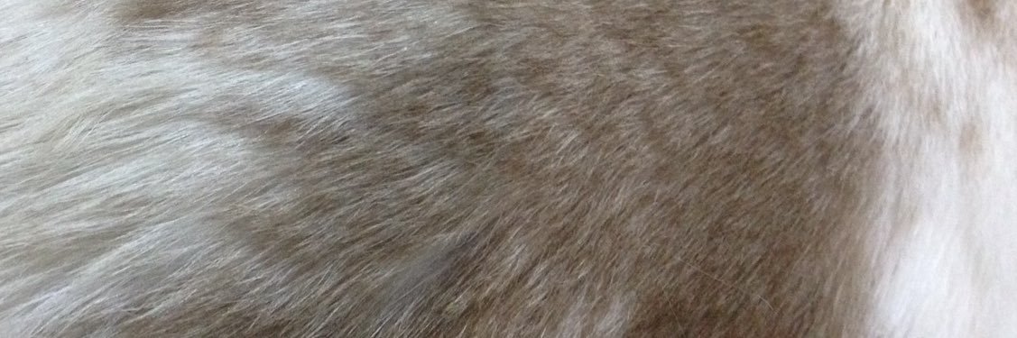 GiantFelina's profile banner image