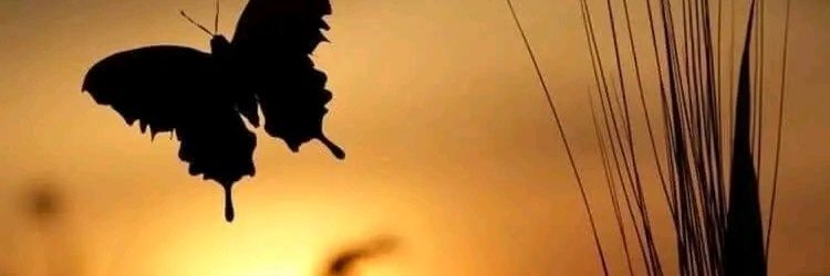 ع̷ٍٵ̷ 🦋ئش̷ُة🌼 banner