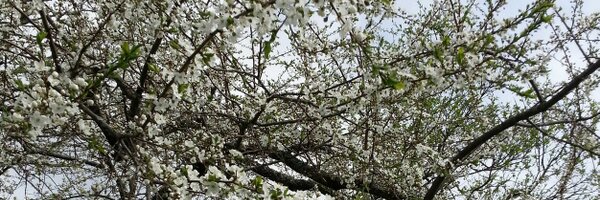 gokardss Profile Banner