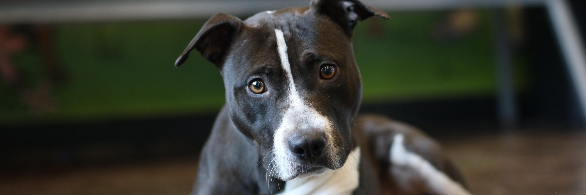 Memphis Humane Society banner