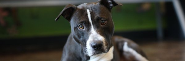 MemphisHumane Profile Banner