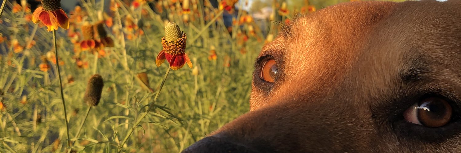 Michmaw's profile banner image