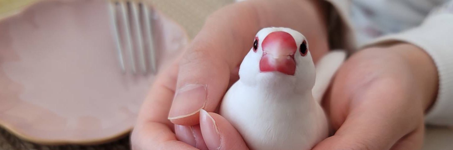 moimoibird's profile banner image