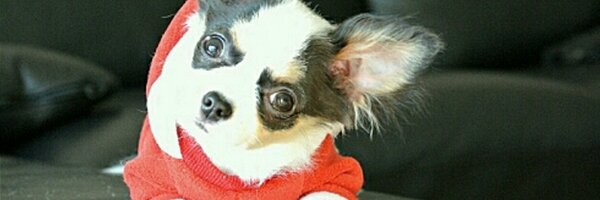 maotoubeibei27 Profile Banner