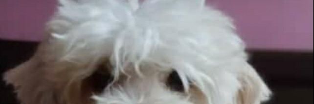 Beatriz banner