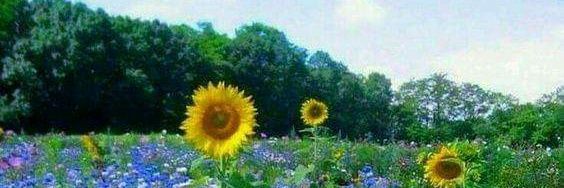 msunil91's profile banner image
